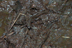 Desmognathus auriculatus