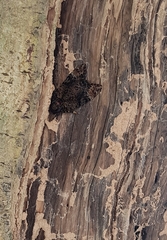 Acherontia
