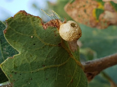 Andricus atrimentus