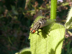Sarcophagidae