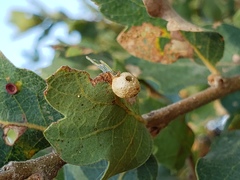 Andricus atrimentus