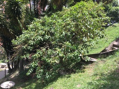 Iochroma arborescens