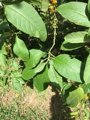 Iochroma arborescens