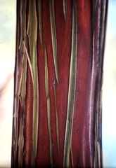 Eucalyptus caesia