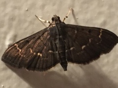 Pilocrocis ramentalis