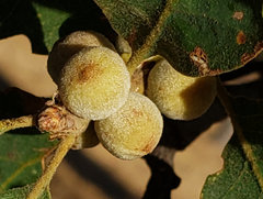 Disholcaspis simulata