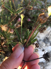 Malacothrix saxatilis saxatilis