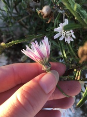 Malacothrix saxatilis saxatilis