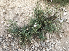 Malacothrix saxatilis saxatilis