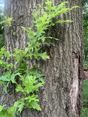 Quercus rubra