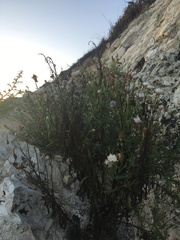 Malacothrix saxatilis saxatilis