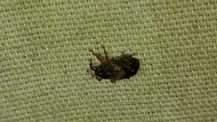 Lignyodes bischoffi