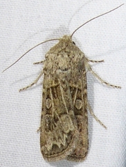 Agrotis orthogonia
