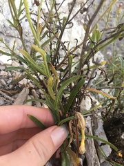 Malacothrix saxatilis saxatilis