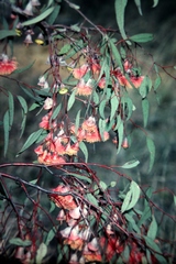 Eucalyptus caesia caesia