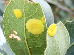 Andricus pattersonae