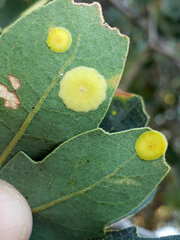 Andricus pattersonae