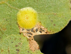 Andricus pattersonae