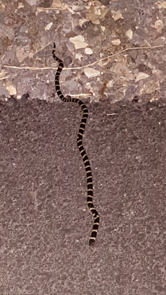 Muller's Snake