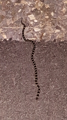 Muller's Snake photo 1