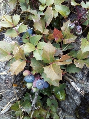 Berberis alpina