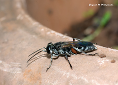 Liris subtessellatus