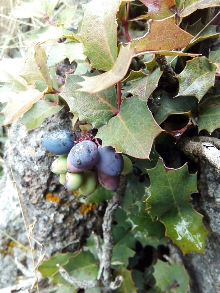 Berberis alpina