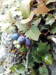 Berberis alpina