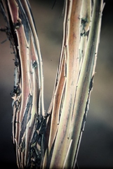 Eucalyptus caesia caesia