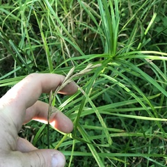 Carex muskingumensis
