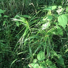 Carex muskingumensis