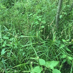 Carex muskingumensis