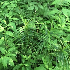 Carex muskingumensis