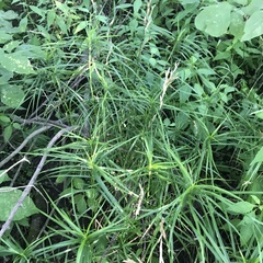 Carex muskingumensis
