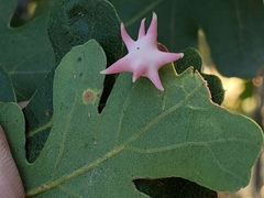 Cynips douglasii