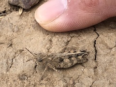 Nebulatettix robustus