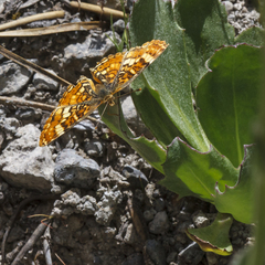 Phyciodes orseis