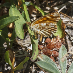 Phyciodes orseis