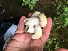 Russula crassotunicata