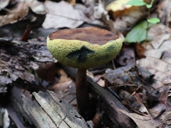 Boletellus chrysenteroides
