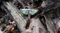 Boletellus chrysenteroides