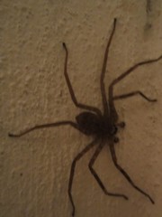 Selenops malinalxochitl