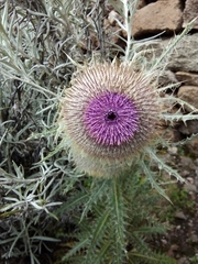 Cirsium nivale