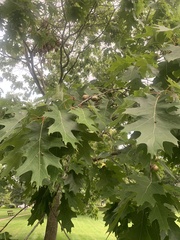 Quercus rubra