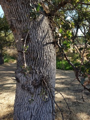 Quercus douglasii