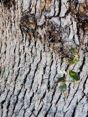 Quercus douglasii