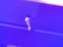 Tortricidia testacea