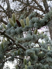 Cedrus atlantica