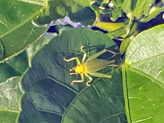 Cyrtoxipha columbiana