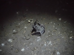 Corynorhinus mexicanus